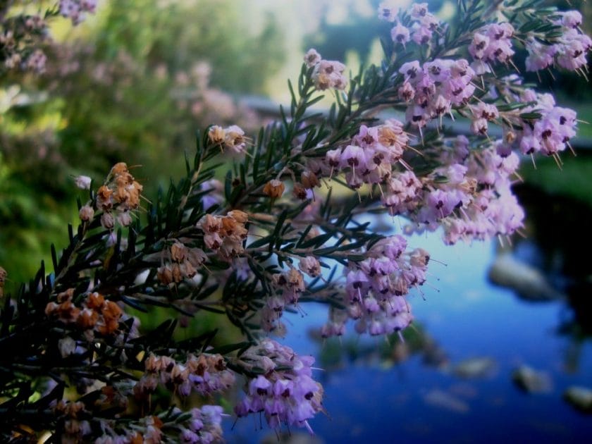 fynbos flora in cape town