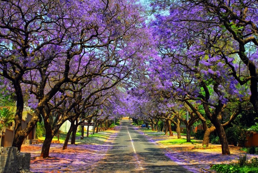 Jacarandas in Pretoria