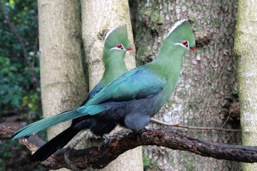 Two Knysna Turacos sitting on a branch together