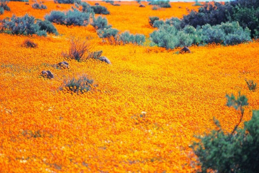 namaqualand northern cape south africa safari credit northern cape tourism