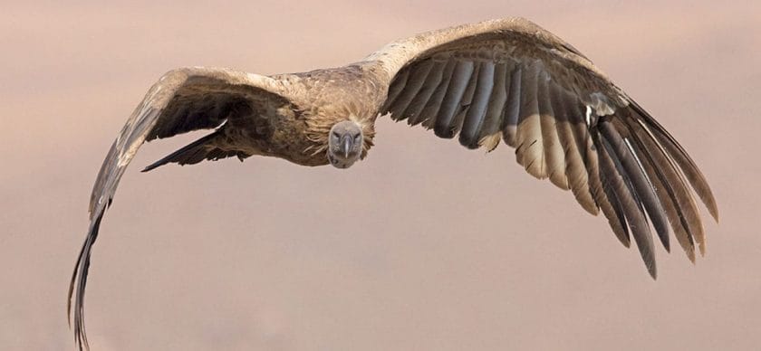 Cape Vulture spotted in Durban