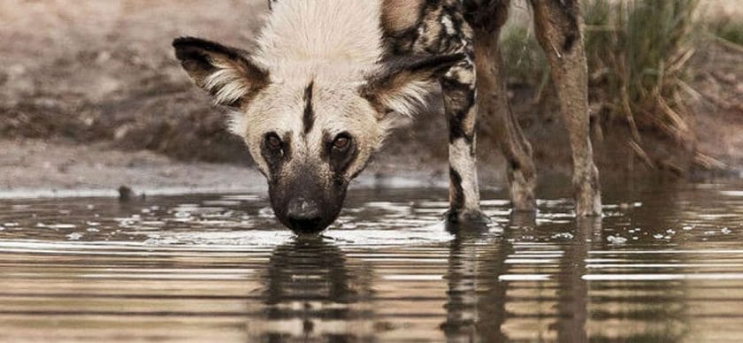 Wildlife in South Africa_wild dog