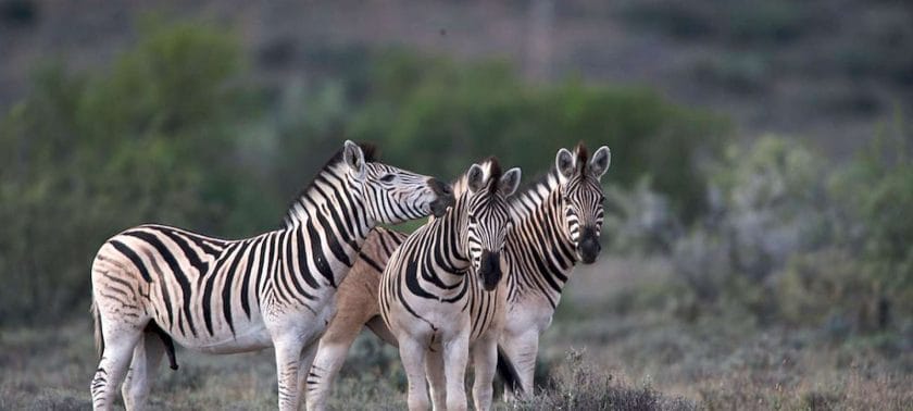 Zebra in Karoo National Park, South Africa.