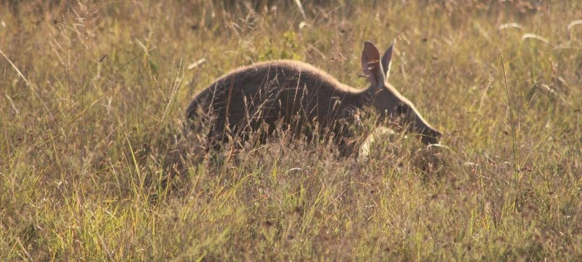 Malaria free safari holidays in South Africa_Kichaka Game Reserve