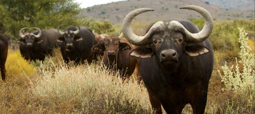 A herd of Cape buffalo.