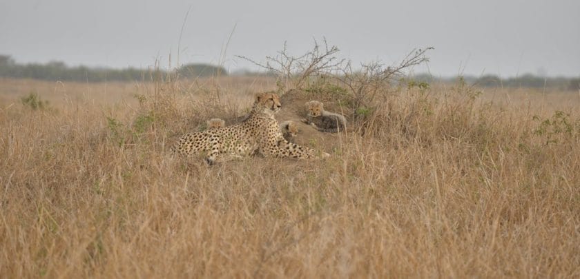 iSimangaliso Wetland Park_Cheetah in Phinda