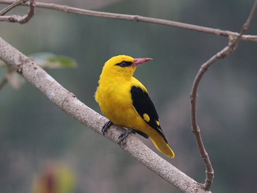 golden oriole on a birding tour in south africa