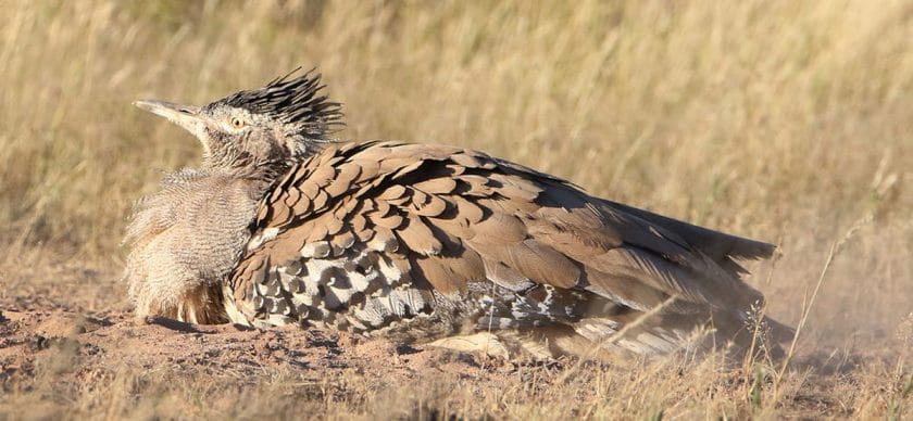 Birding safari holidays in South Africa_Kori Bustard