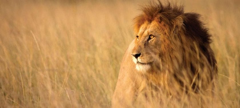 Lion in the Kruger National Park, South Africa.