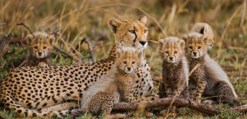 kruger national park safari south africa wildlife cheetah and cubs