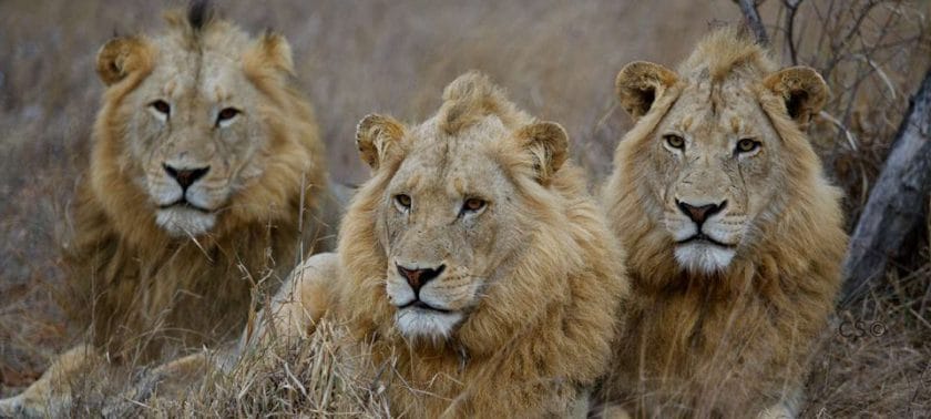 Lions in the Kruger National Park, South Africa.