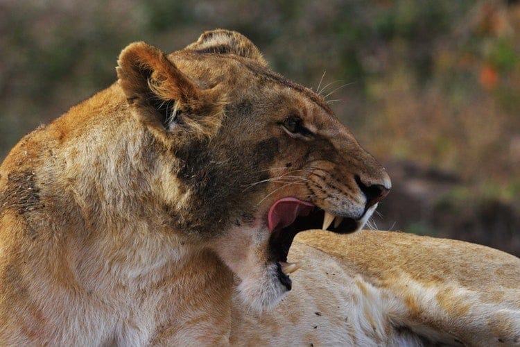 wildlife photography in south africa lioness