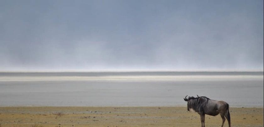 lone wildebeest in the serengeti on a great migration safari