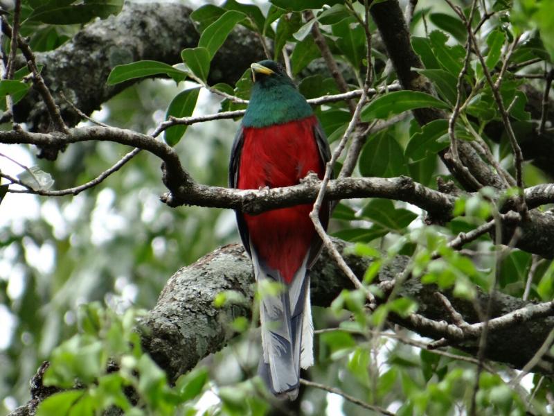 Birding safari holidays in South Africa_Narina Trogon