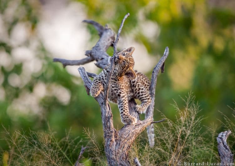 Photographer of the month: Will Burrard-Lucas