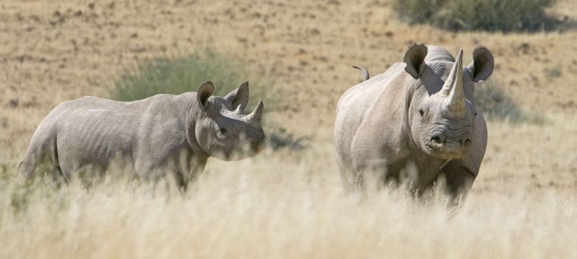 safari en south africa