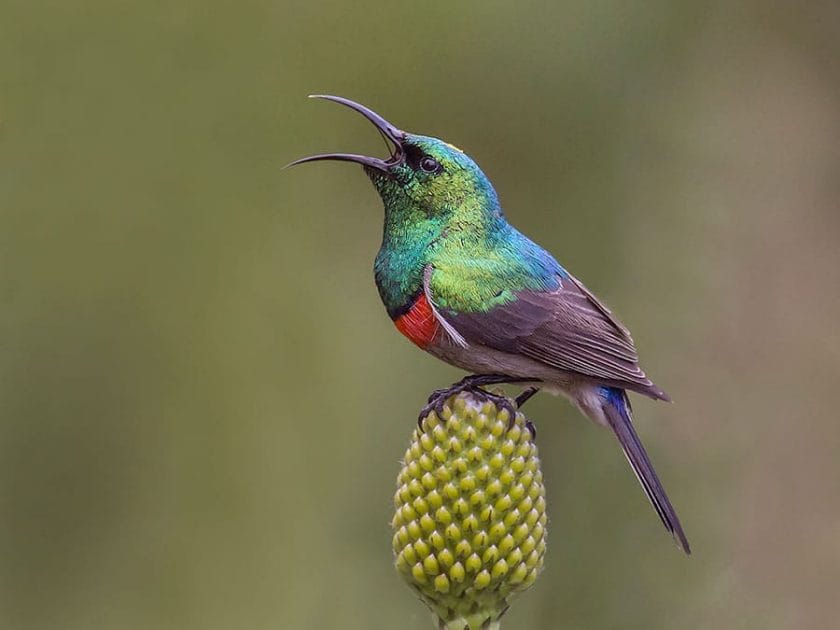 Southern double collard sunbird in South Africa.