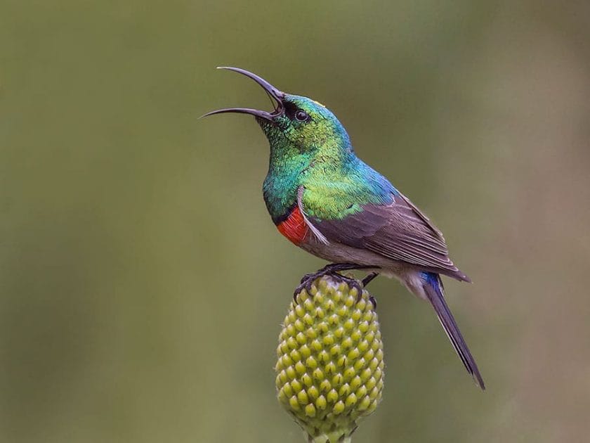 Southern double collard sunbird sighting.