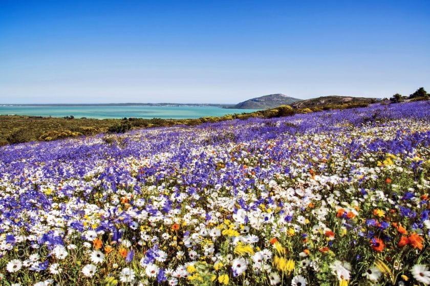 spring in langebaan on the West coast of South Africa 