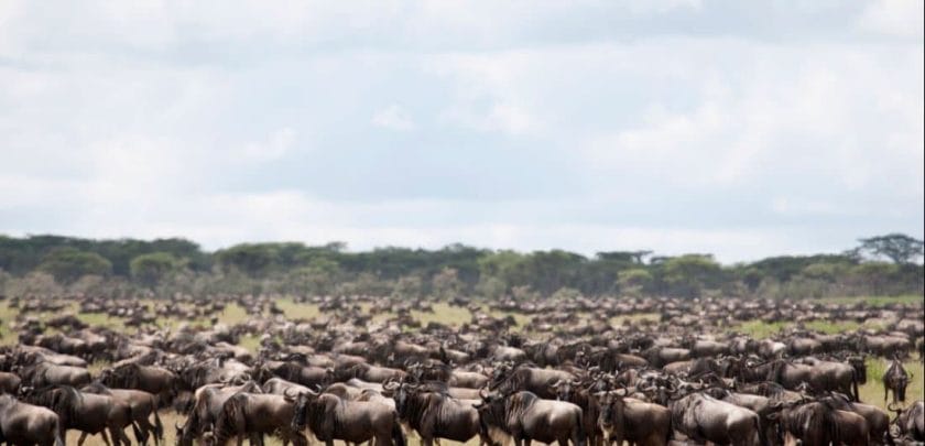 great-migration-safari
