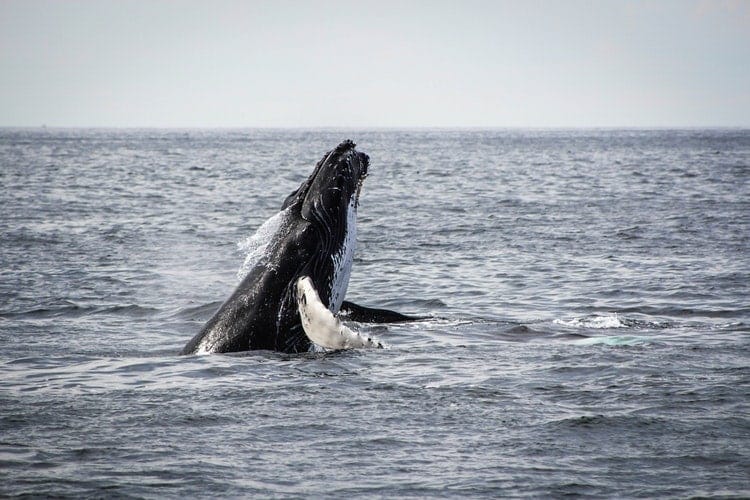 South Africa in July_Whale Watching