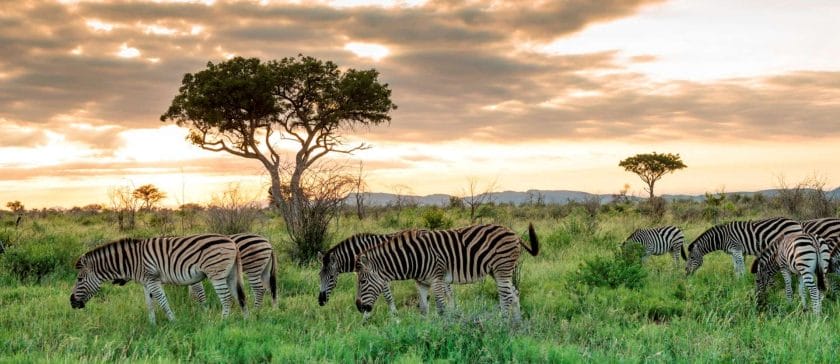 wildlife in madikwe on a south africa safari