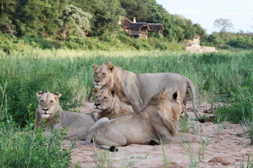 Who are the Eastern Bank male lions?