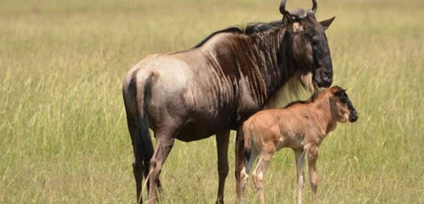A year in the life of a Tanzanian wildebeest