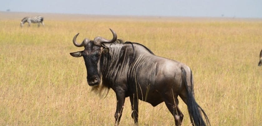 A year in the life of a Tanzanian wildebeest