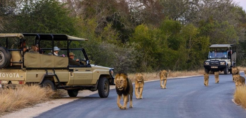 Five reasons why the Kruger should be on the top of your safari list