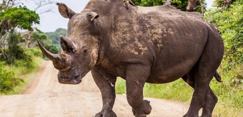 isimangaliso wetland park south africa safari wildlife rhino