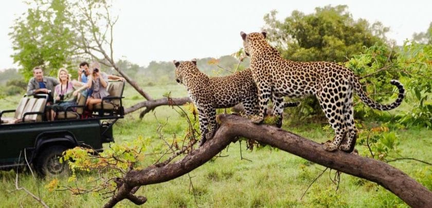 kruger national park safari game drive leopard sighting