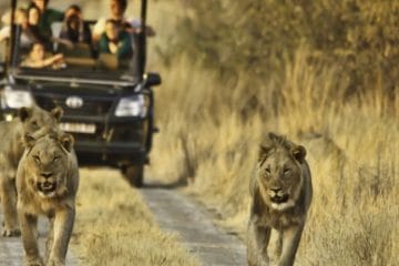 african lion safari timings