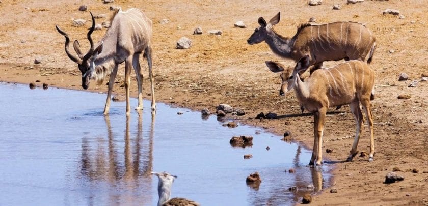 Five interesting facts about Etosha National Park