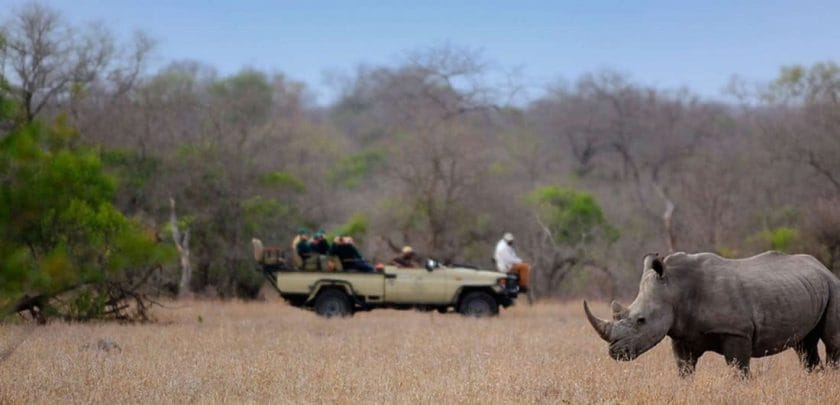 kruger national park safari south africa tintswalo safari lodge rhino