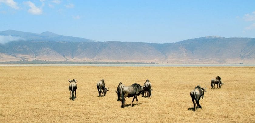 HerdTracker migration safari: Tanzania or Kenya?