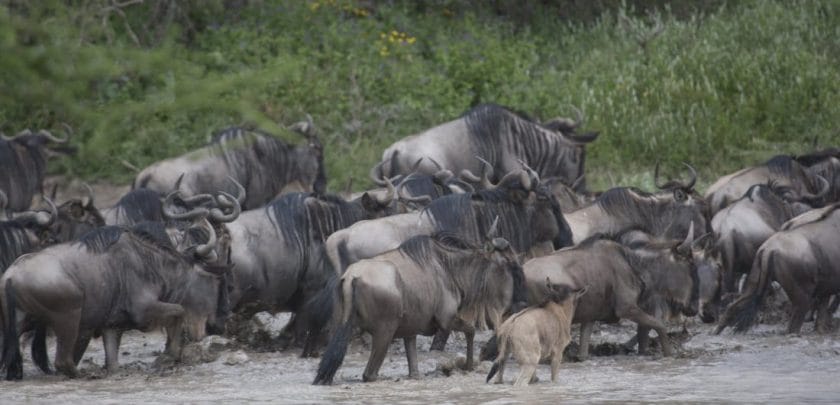 The Great Wildebeest Migration: a one-year photo journey