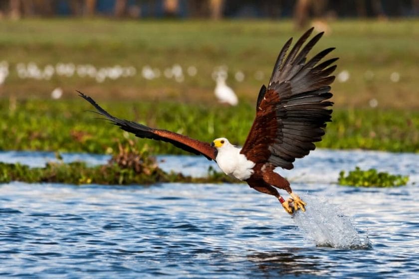 African fish eagle, Naivasha Lake