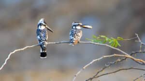 The pied kingfisher (Ceryle rudis)