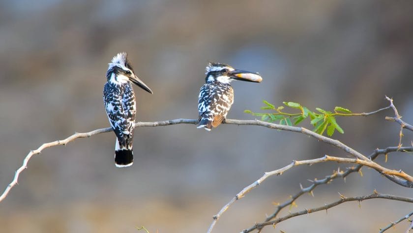 Pied kingfisher birds in Botswana.