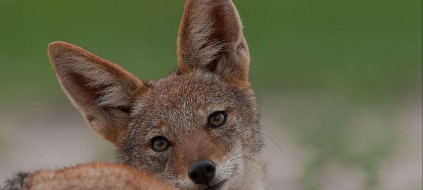 The black-back jackal, seen here in Botswana