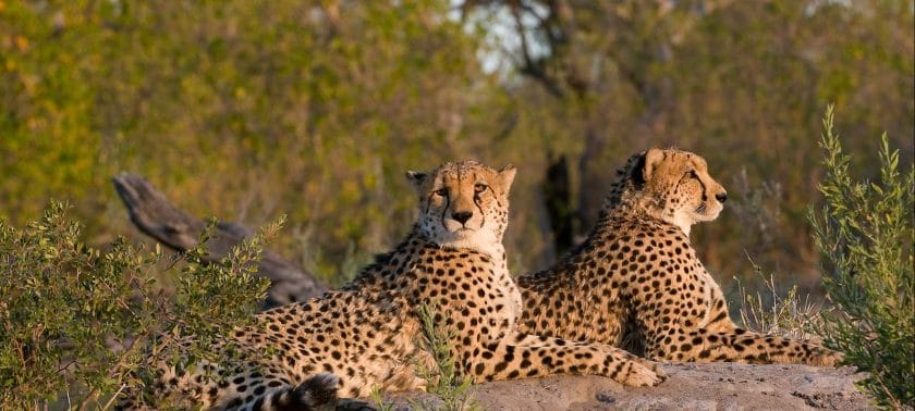 Cheetah relaxing before a big hunt