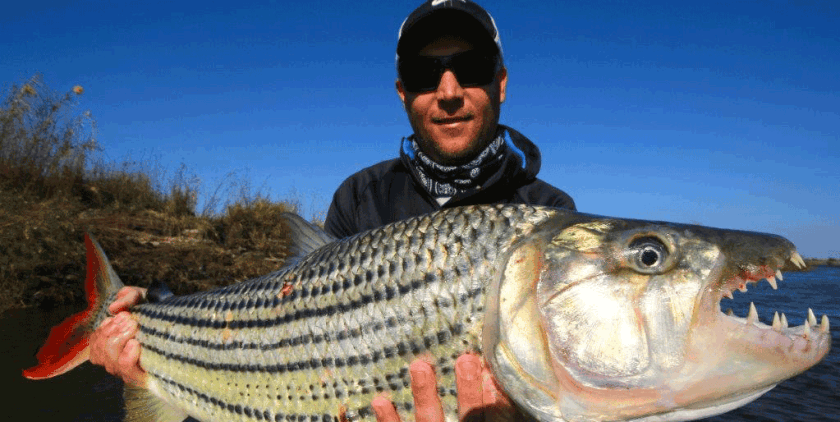 Tiger fishing in Botswana.