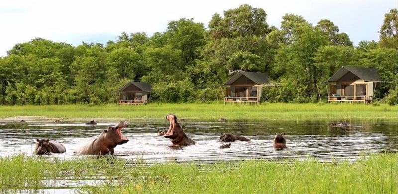 Hippo in full view in Moremi