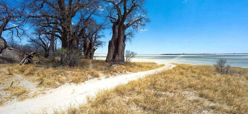 Baobabs are a prolific feature in Botswana