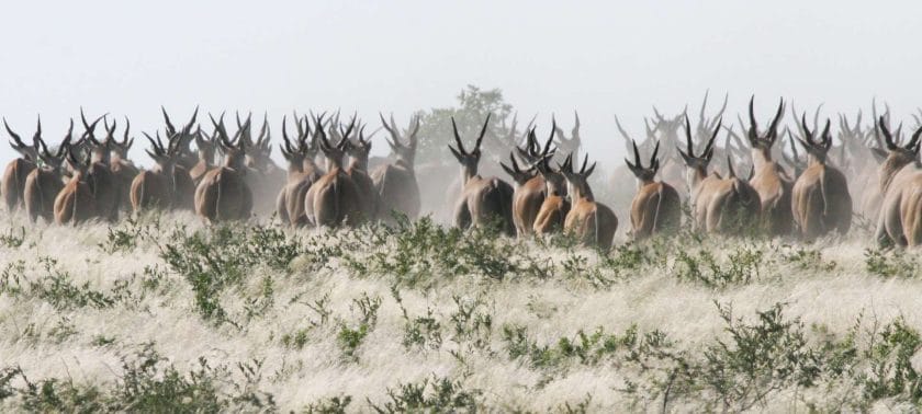 Botswana Antelopes 