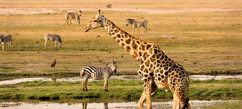 Giraffe passing zebras in Botswana.