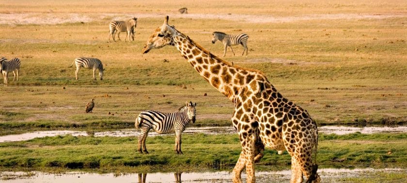 Botswana's national parks and reserves aren't fenced