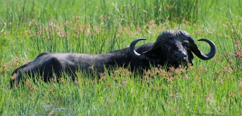 A large buffalo in the Okavango Delta