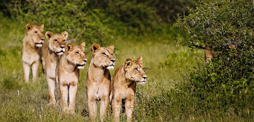Lionesses preparing for the hunt, Botswana.